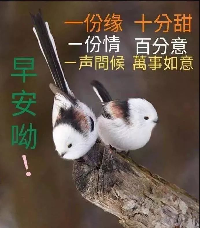 生活在幸福中开始 祝福在清晨中开启 朋友们早上好 如意安康 事事美好图片