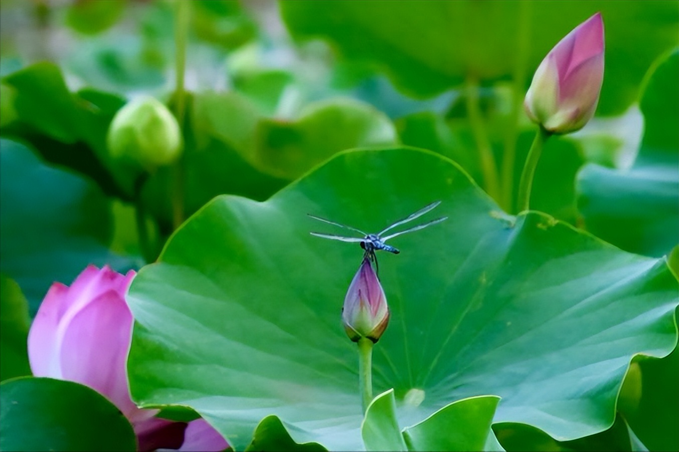 30首唯美荷花诗词，让诗意的荷花给你带来夏日的美好