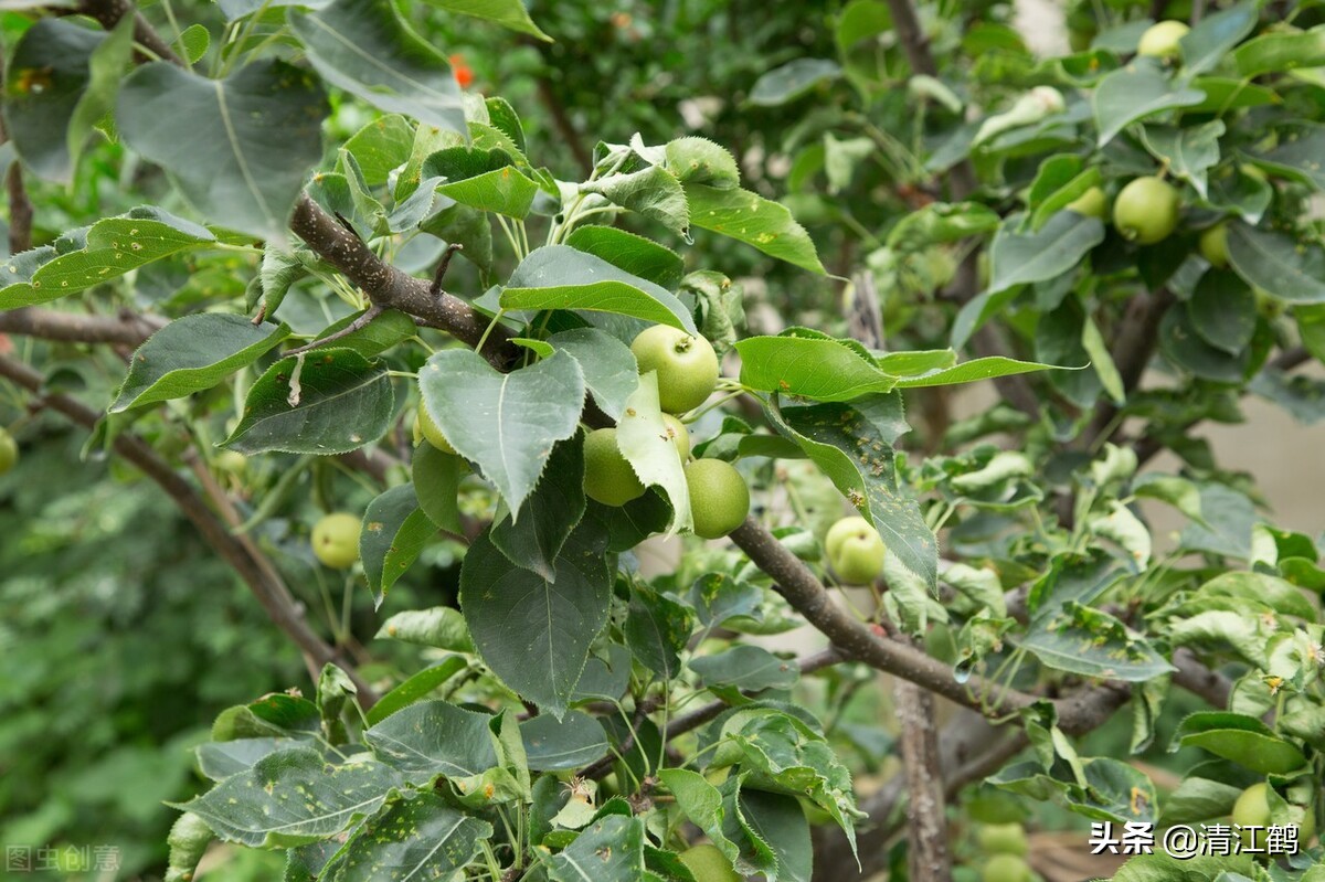 苹果树不开花的原因（7个原因精准施策让苹果树花多果多）