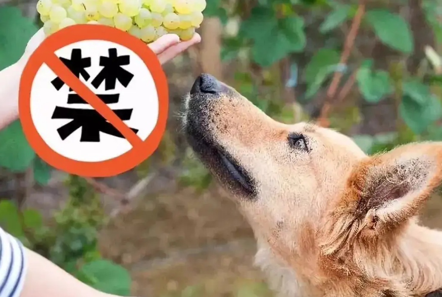 长期这样养狗，只会让狗狗寿命“越来越短”