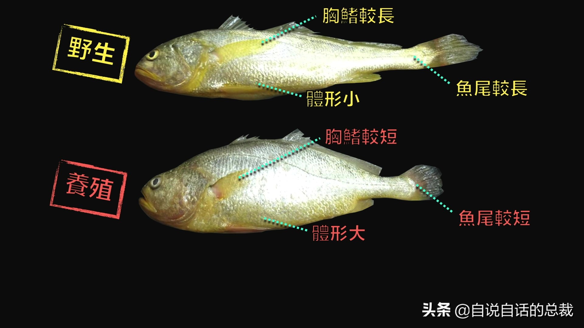 从4毛一斤到价比黄金，300万一条，40年来，大黄鱼到底经历了什么