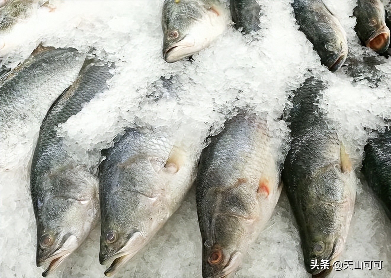 冻了的鱼怎么做好吃(冰封美味，烹饪冷冻鱼的绝佳烹饪术)