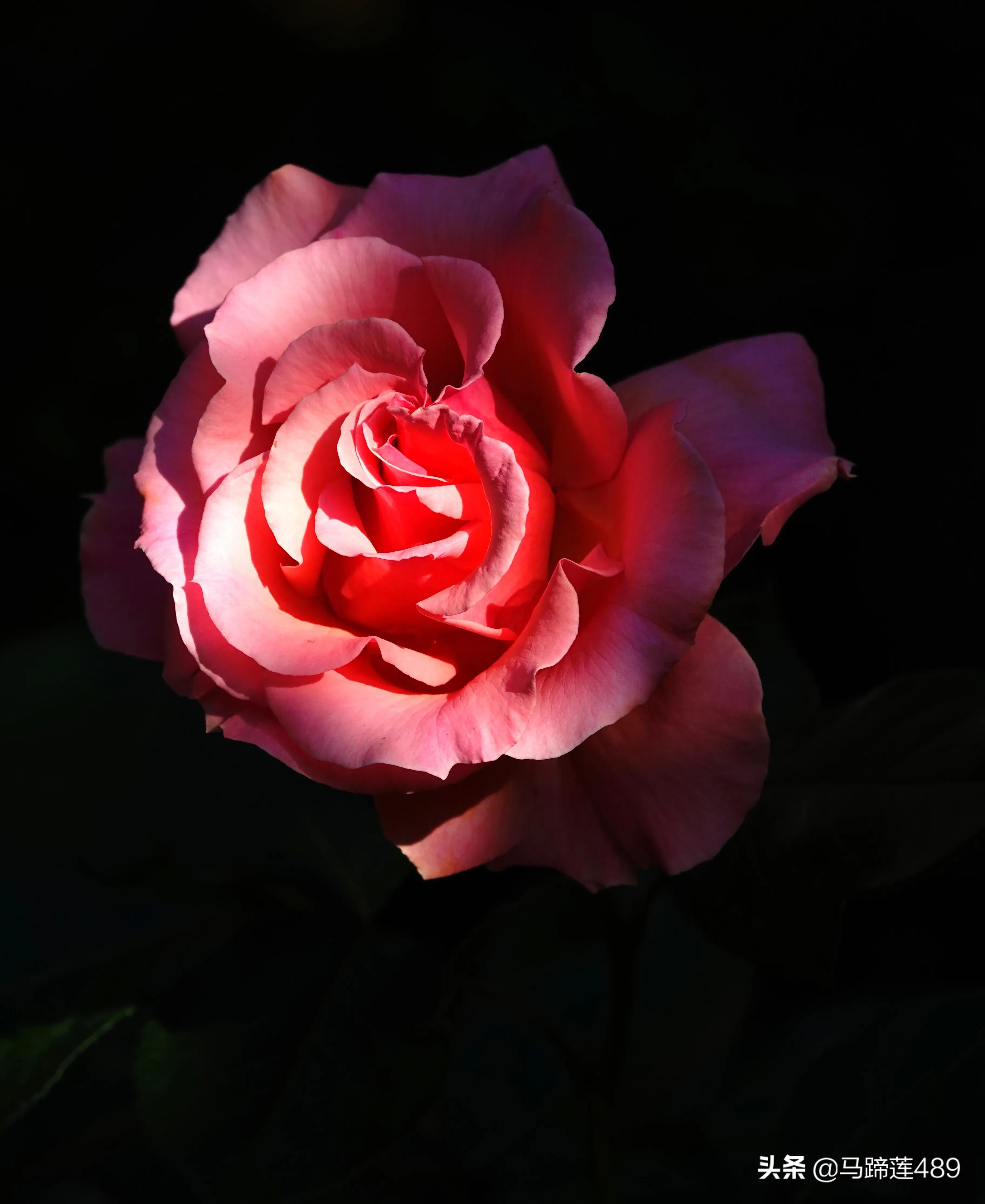 最漂亮的蔷薇花（二）