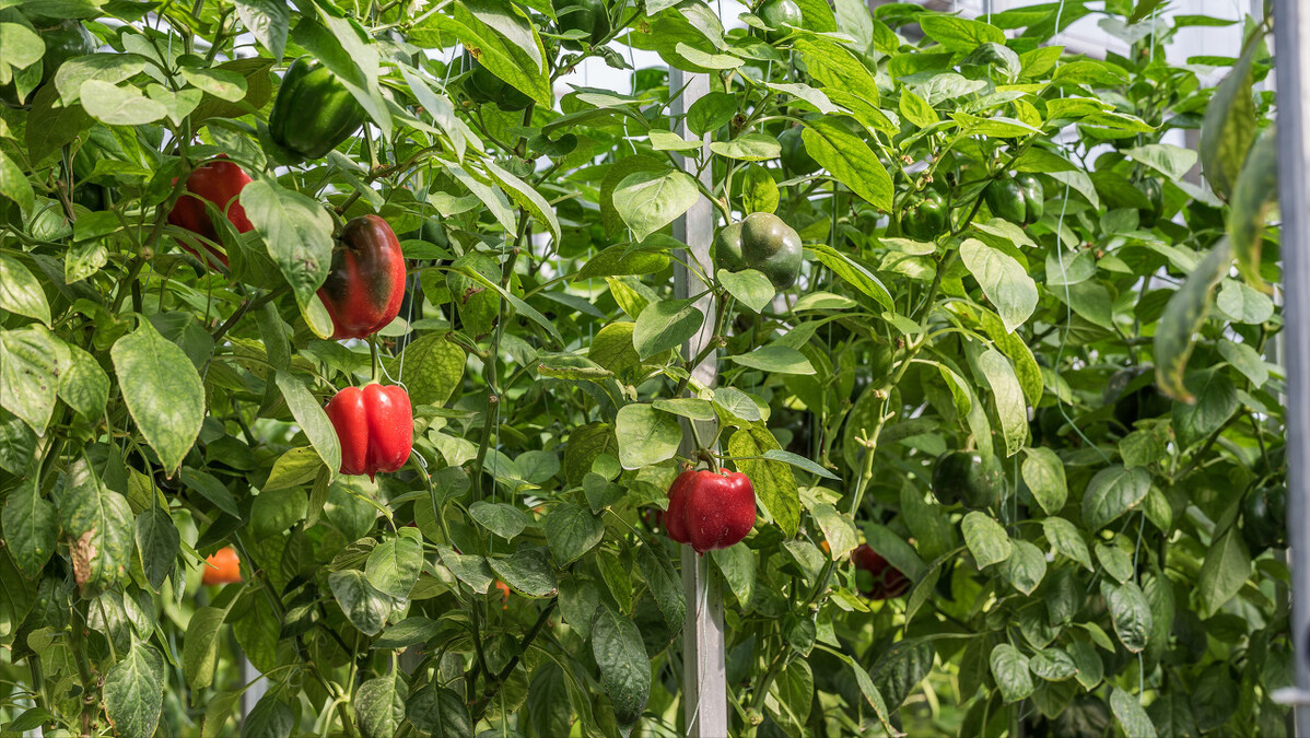 第12期/蔬菜倒茬轮作种植知识？满满都是干货，赶紧收藏