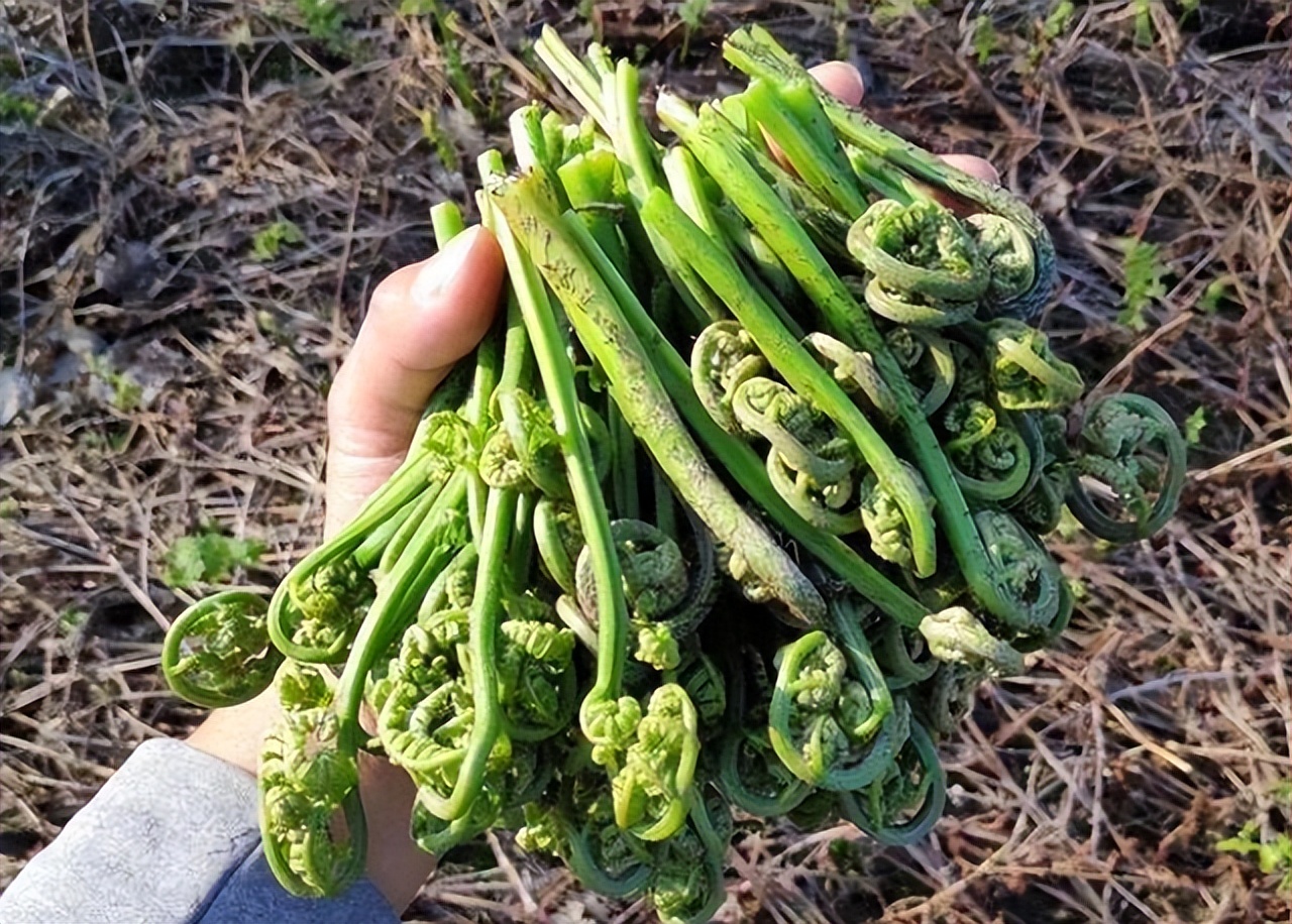 蕨菜，到底是“養生”還是“養癌”呢？ 結果公佈，越早了解越好