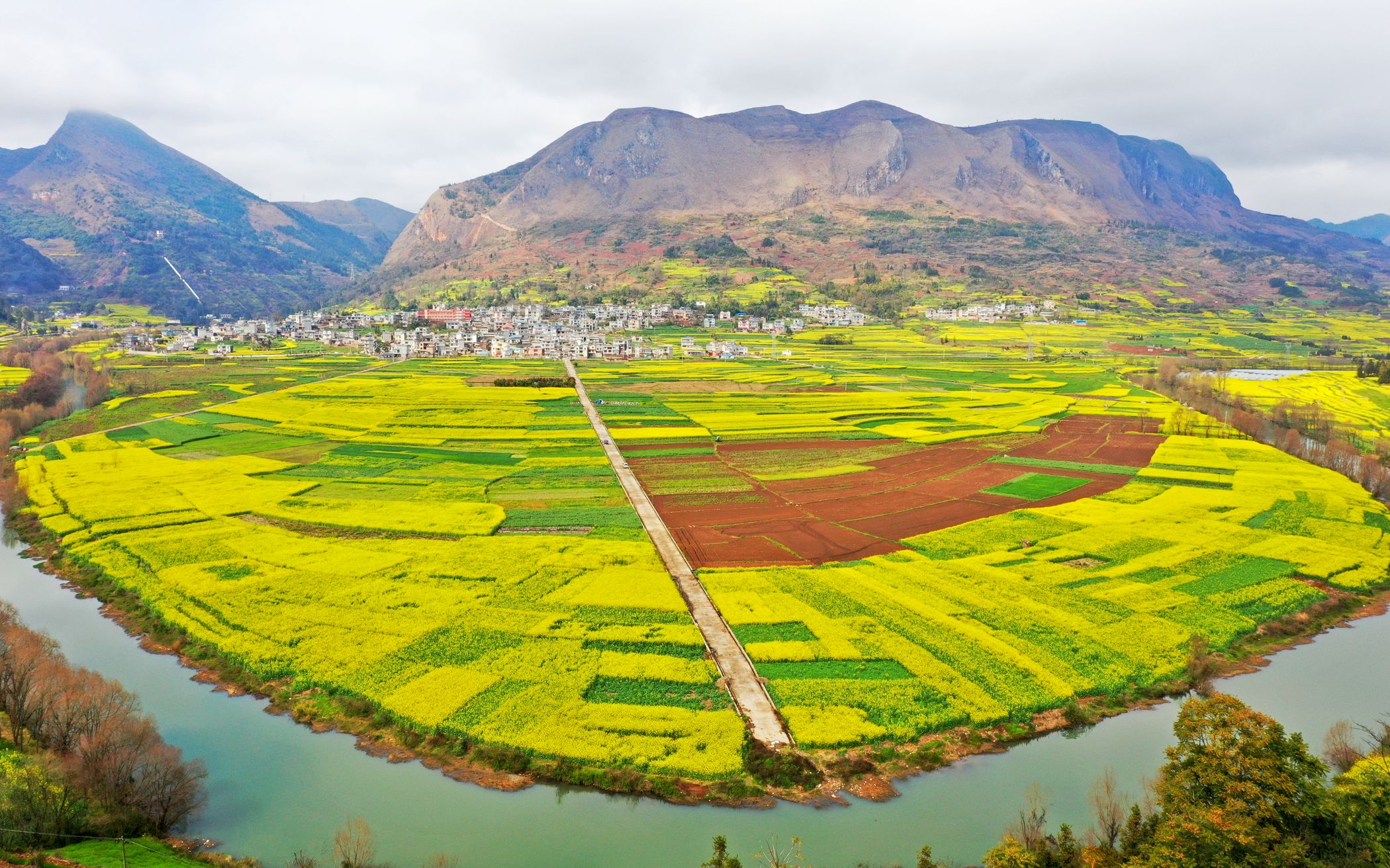 6400萬畝“冬閑田”中國油菜花版圖擴(kuò)張之路