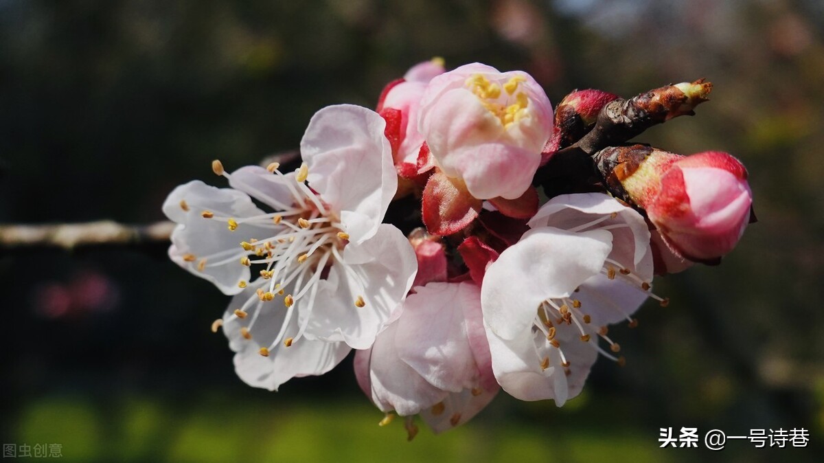 7首诗写杏花，不负春光，留住春天
