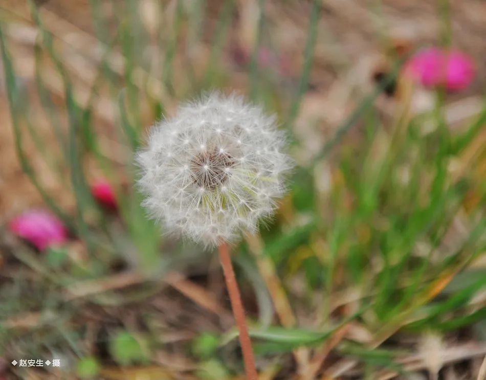 疫情挡不住春天的脚步，小编带你去看古城秦州的春暖花开