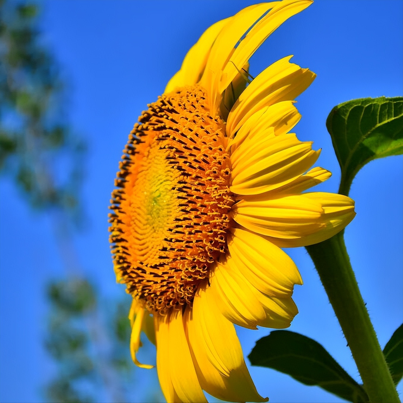 积极唯美的人生格言,愿我们有阳光的心态