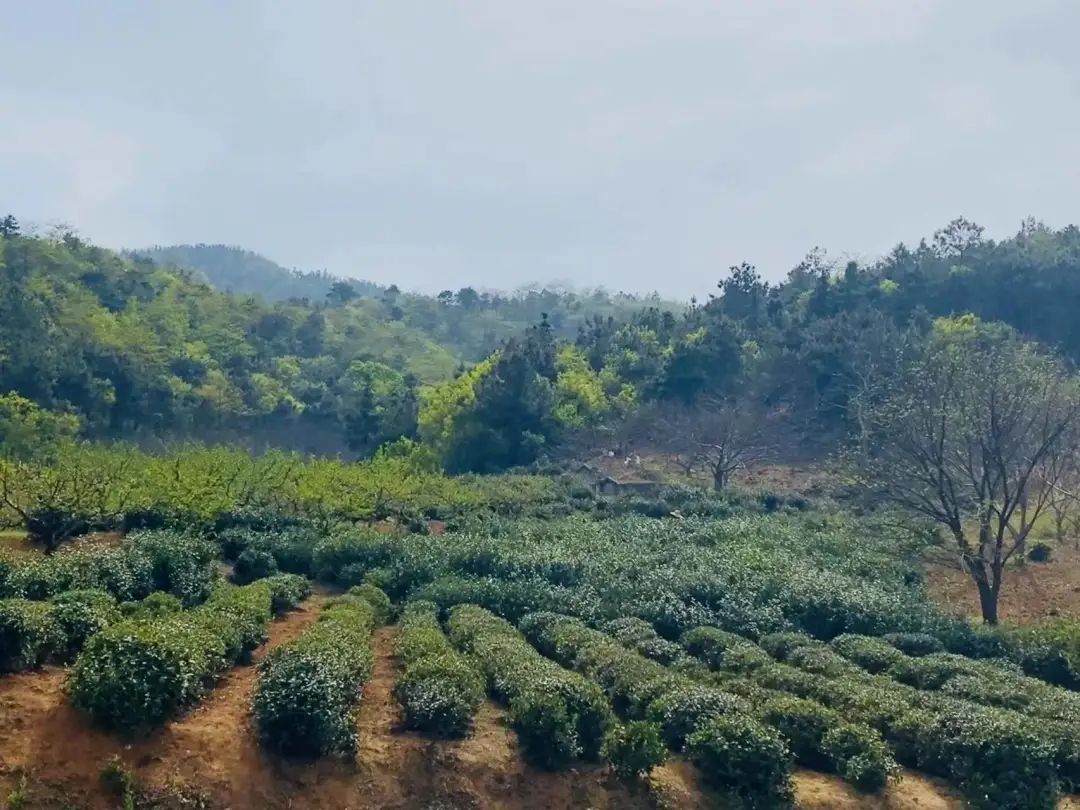 “四月限定”！不出当涂，就可以品到的人间美味