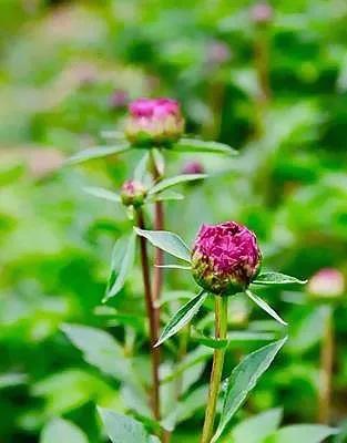 花开花谢花无悔，缘来缘去缘如水。珍惜拥有，快乐生活