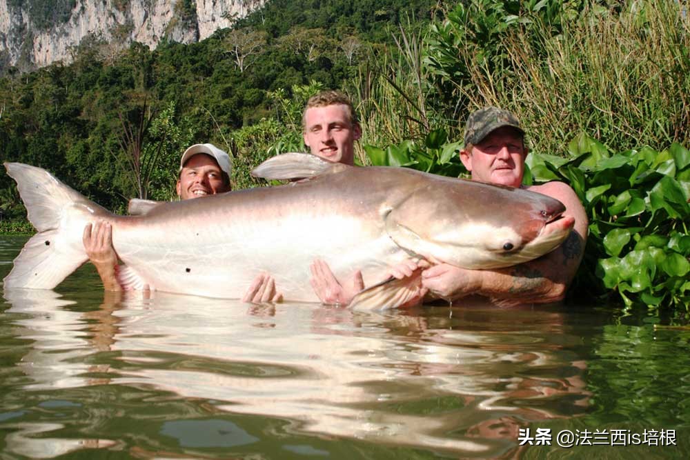 湄公河釣到600斤最大淡水魚,河裡還有巨型鯰魚,鯉魚