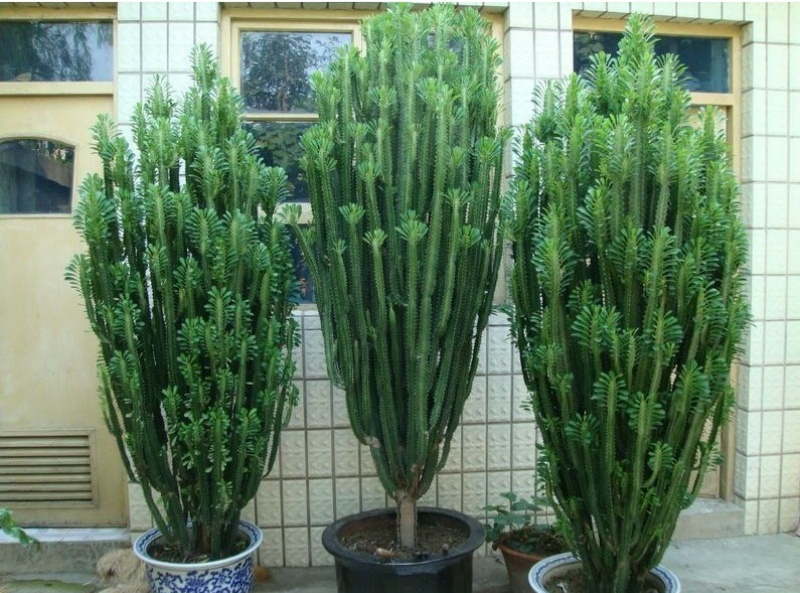 常见的“7种大毒花”，家里经常养，建议多了解，避免受伤害