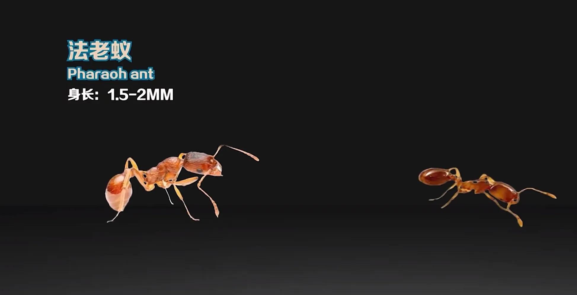 生活在地球上的20种蚂蚁
