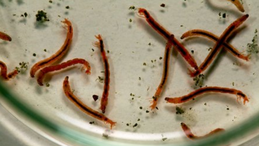 稻摇蚊幼虫图片图片