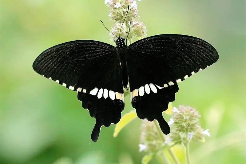 蝴蝶标本馆:世界上最美的十种蝴蝶,其中有你喜欢的吗?