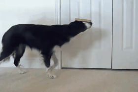 为什么不建议养边境牧羊犬？网友：怕被狗子嘲笑