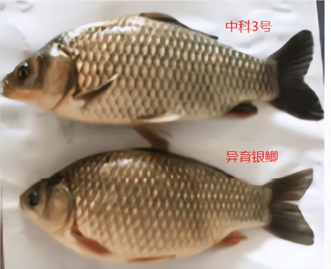 野生鲫鱼多少钱一斤鲫鱼有几种