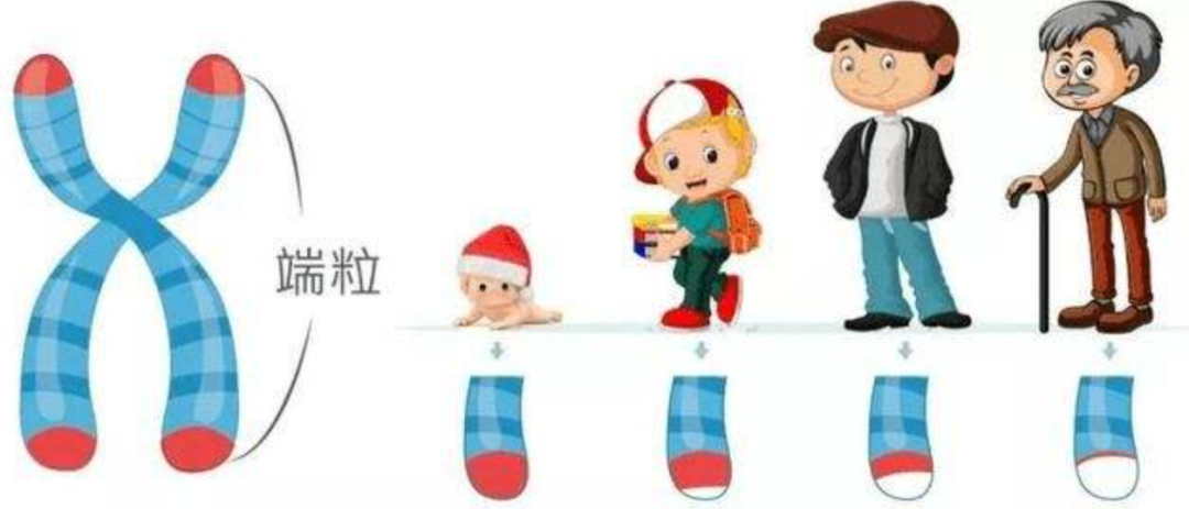 ��������ձ�ѡ�����˥�ϣ��������������⾿����Ϊʲô��