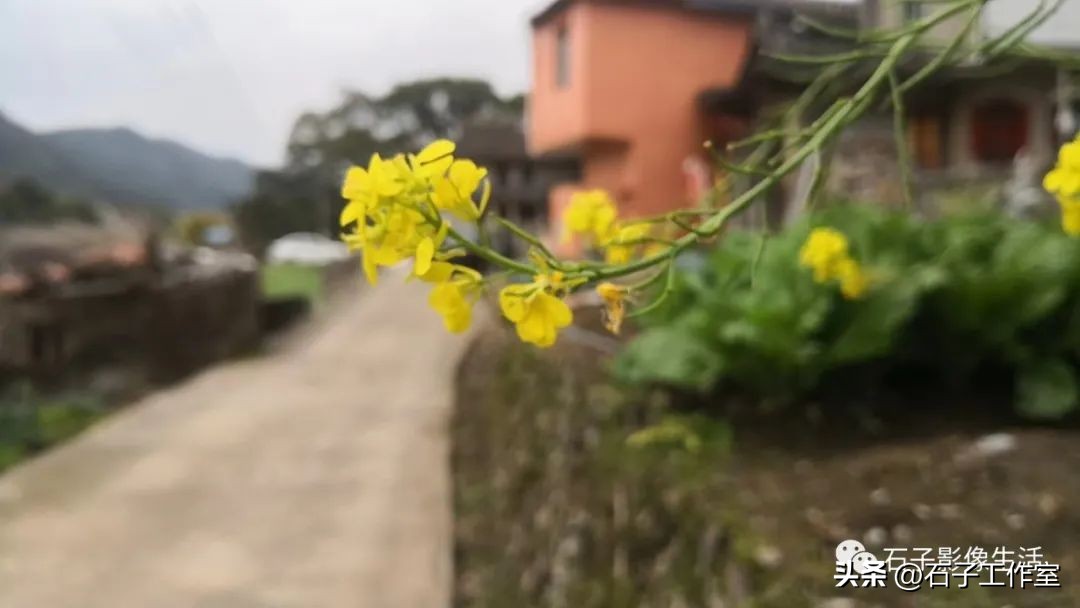 清明时节，感受家乡的田园风光
