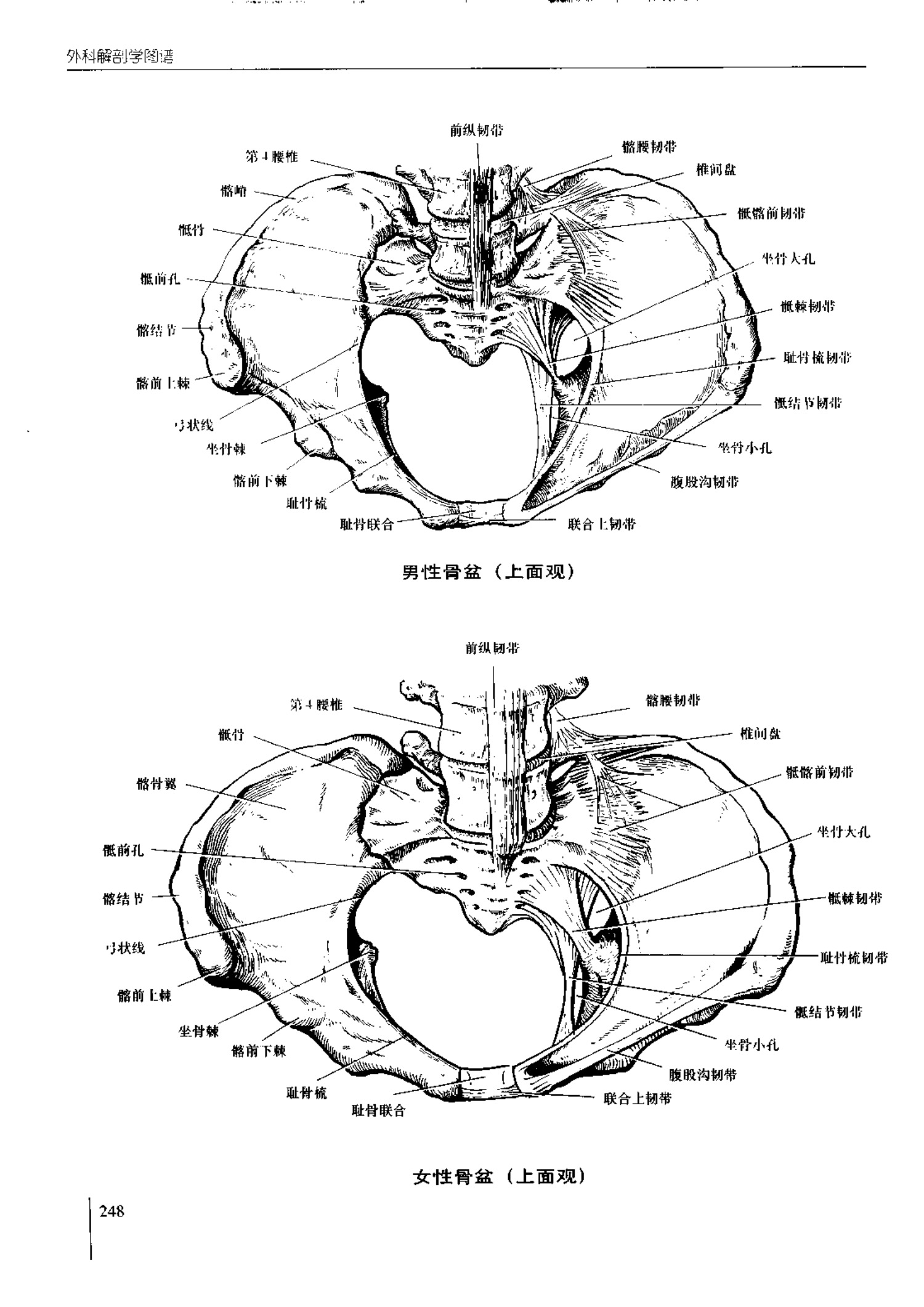 人体内脏位置图(图示集‖外科解剖学图谱(8-5)盆部)
