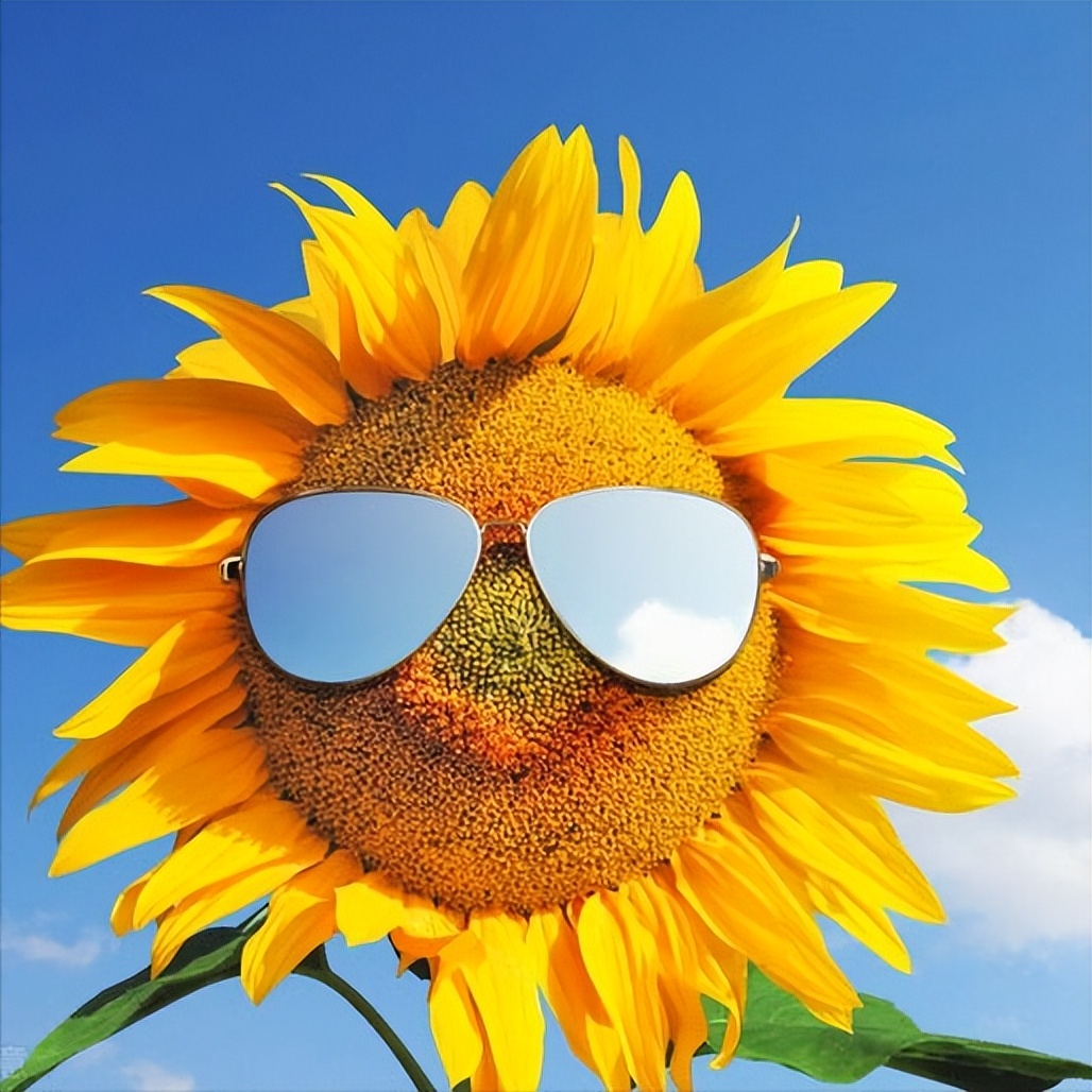 积极唯美的人生格言,愿我们有阳光的心态