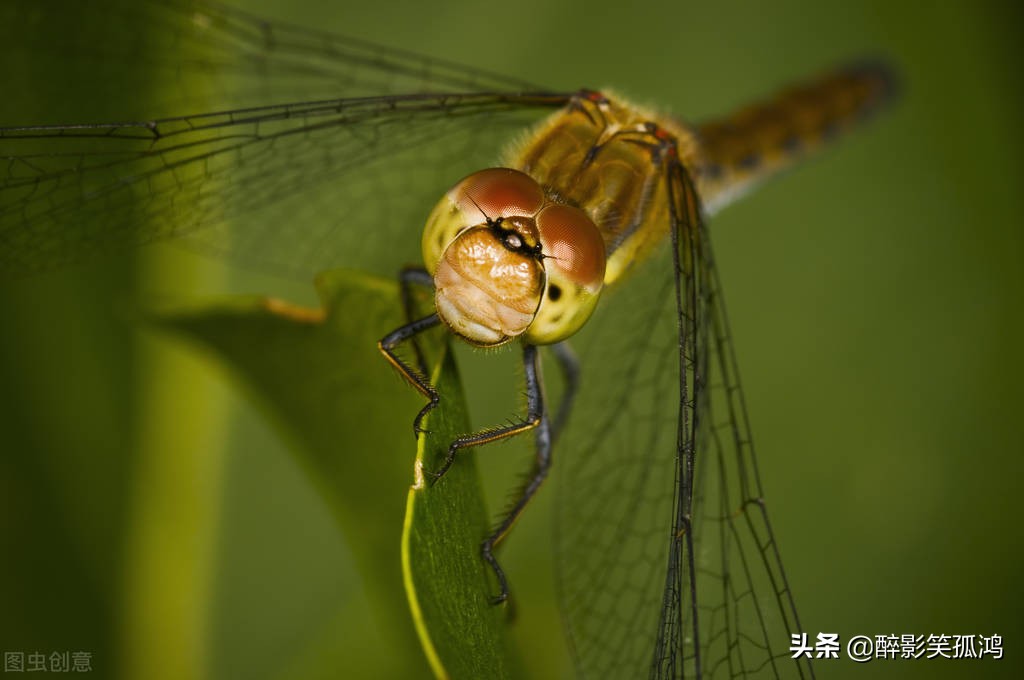 做一份昆虫备忘录怎么写（昆虫备忘录课文及知识点详解）