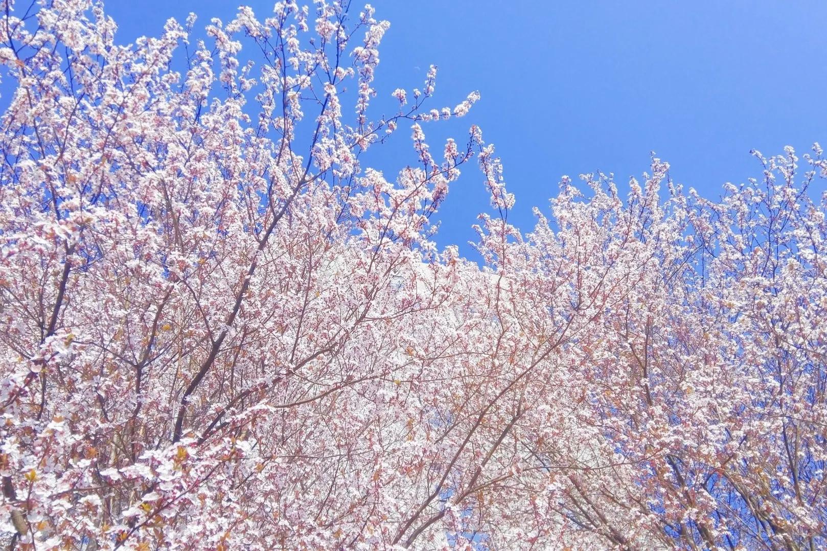 你可知各种不同鲜花分别代表着什么意义吗——花语