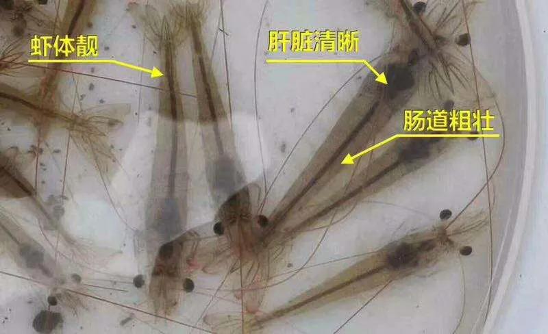 南美白对虾养殖肠炎白便空肠空胃症状图解