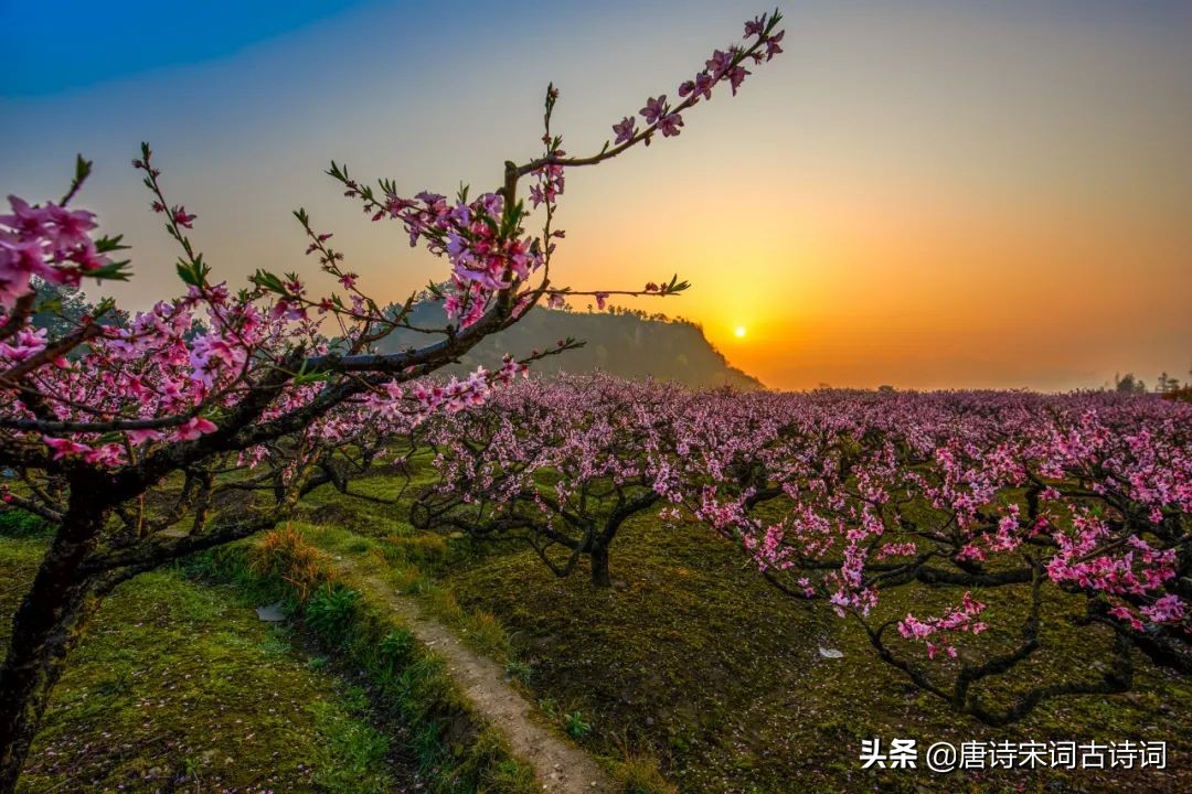 桃花映水，春意分外浓