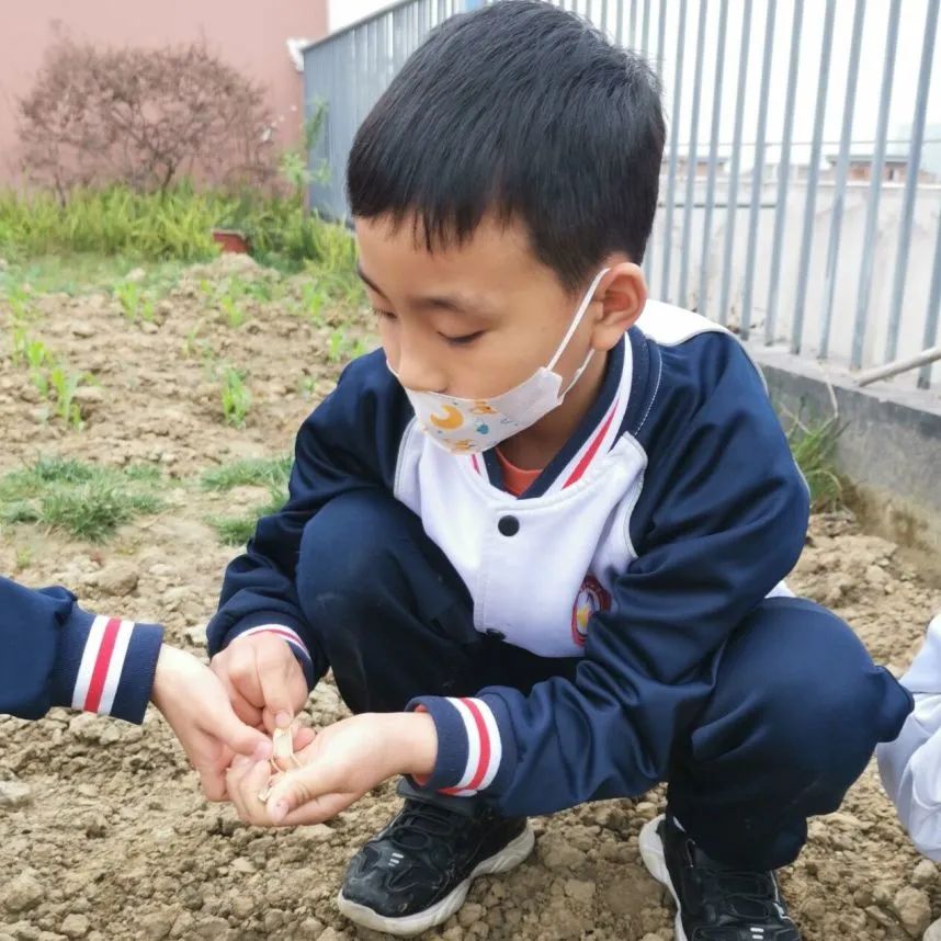 成都高新区朝阳小学开展“节气深耕·清明节气”主题活动