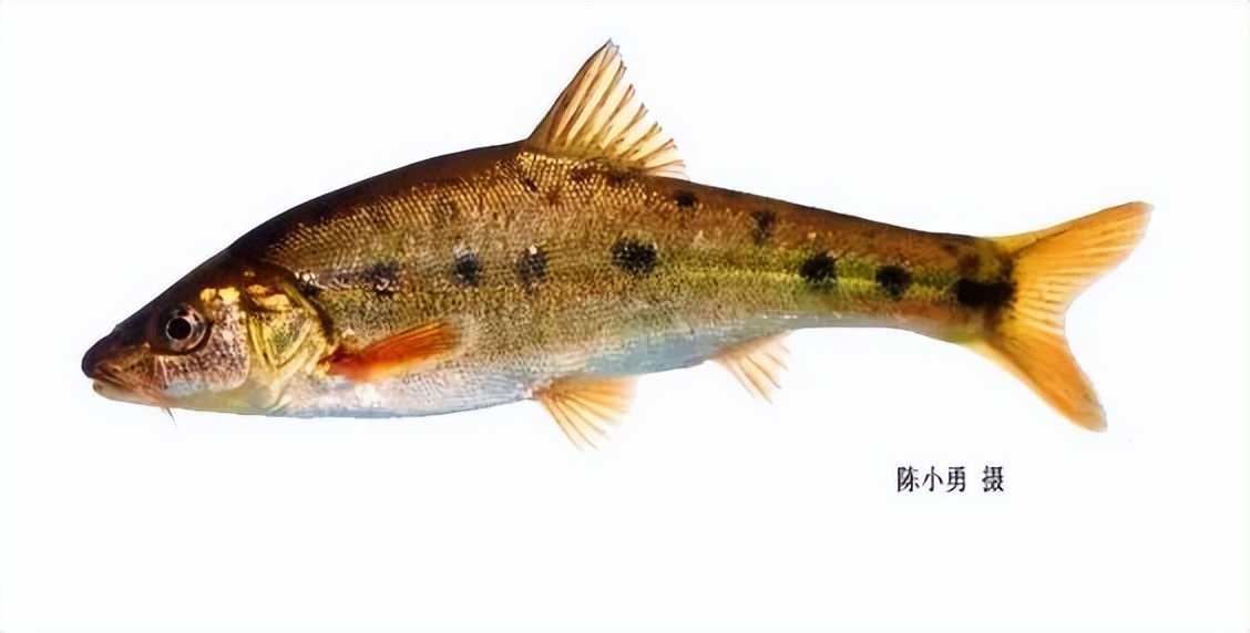 云南土著鱼类云南六大名鱼和10余种特色鱼类