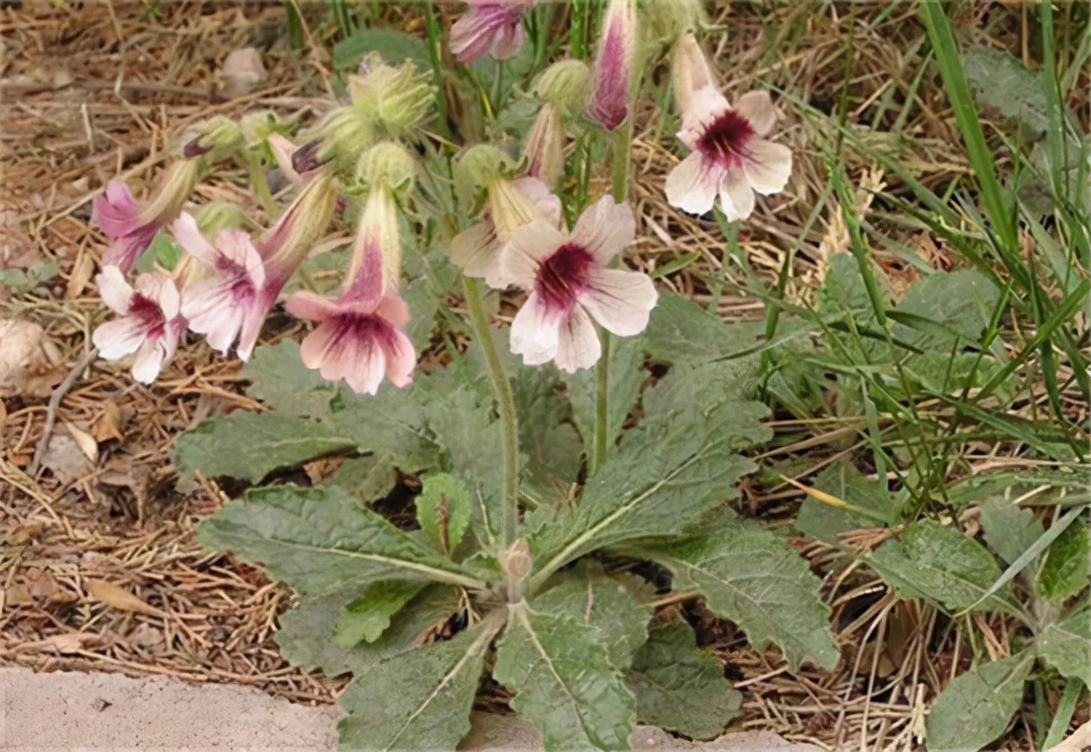 生地黄作用与功效