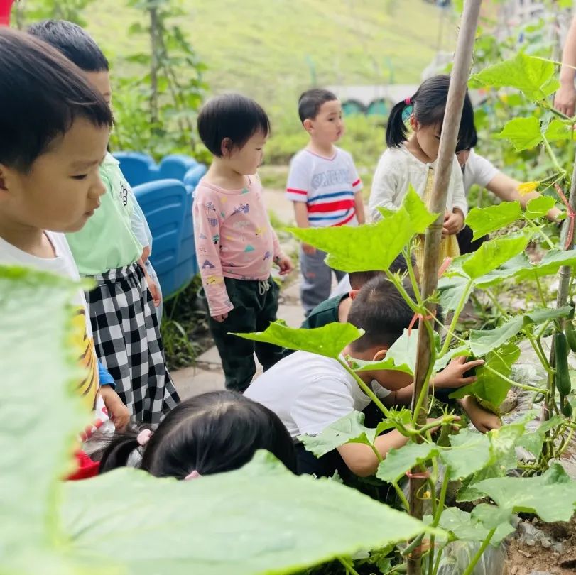 英卓恩达州园 | 种植探究式活动，让每个孩子都闪光