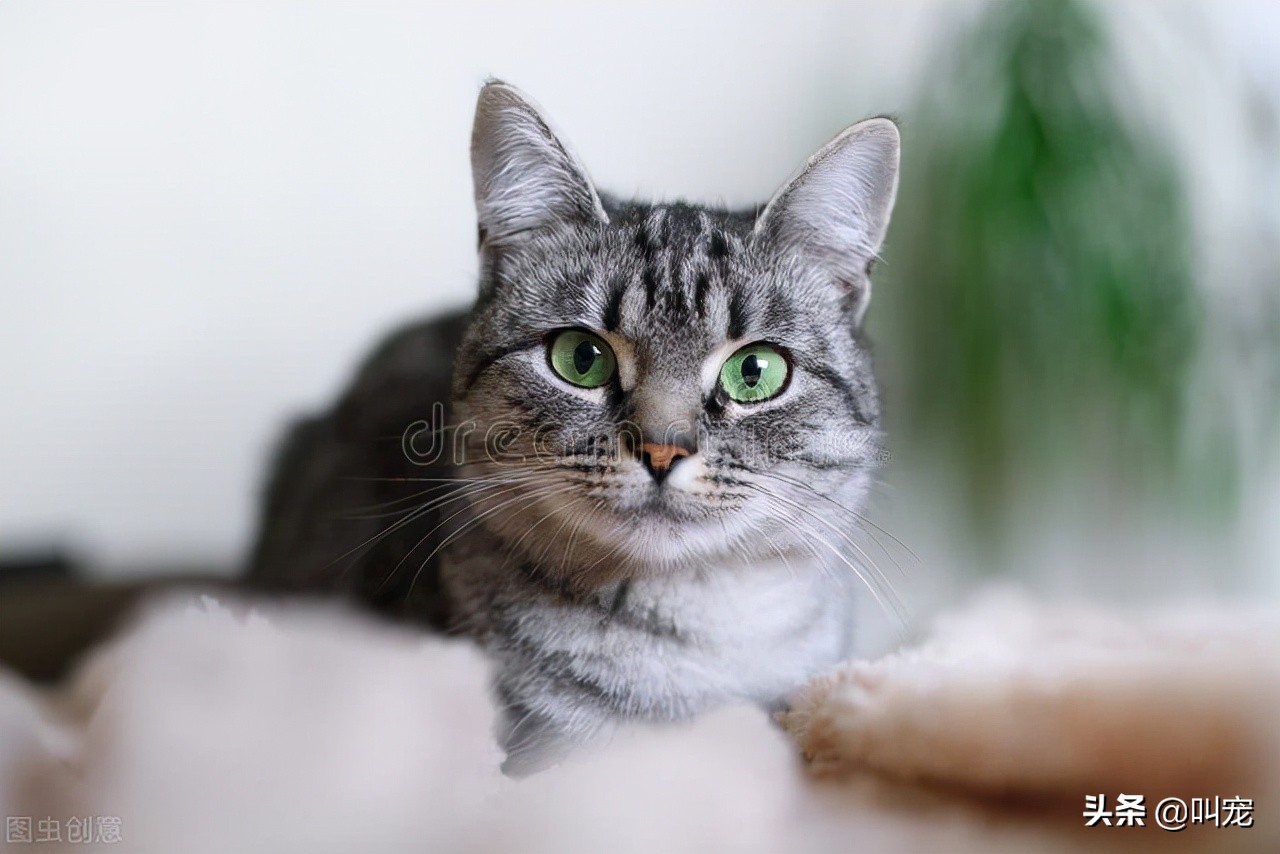 猫咪“忠心”排行榜，养到一只，就值了