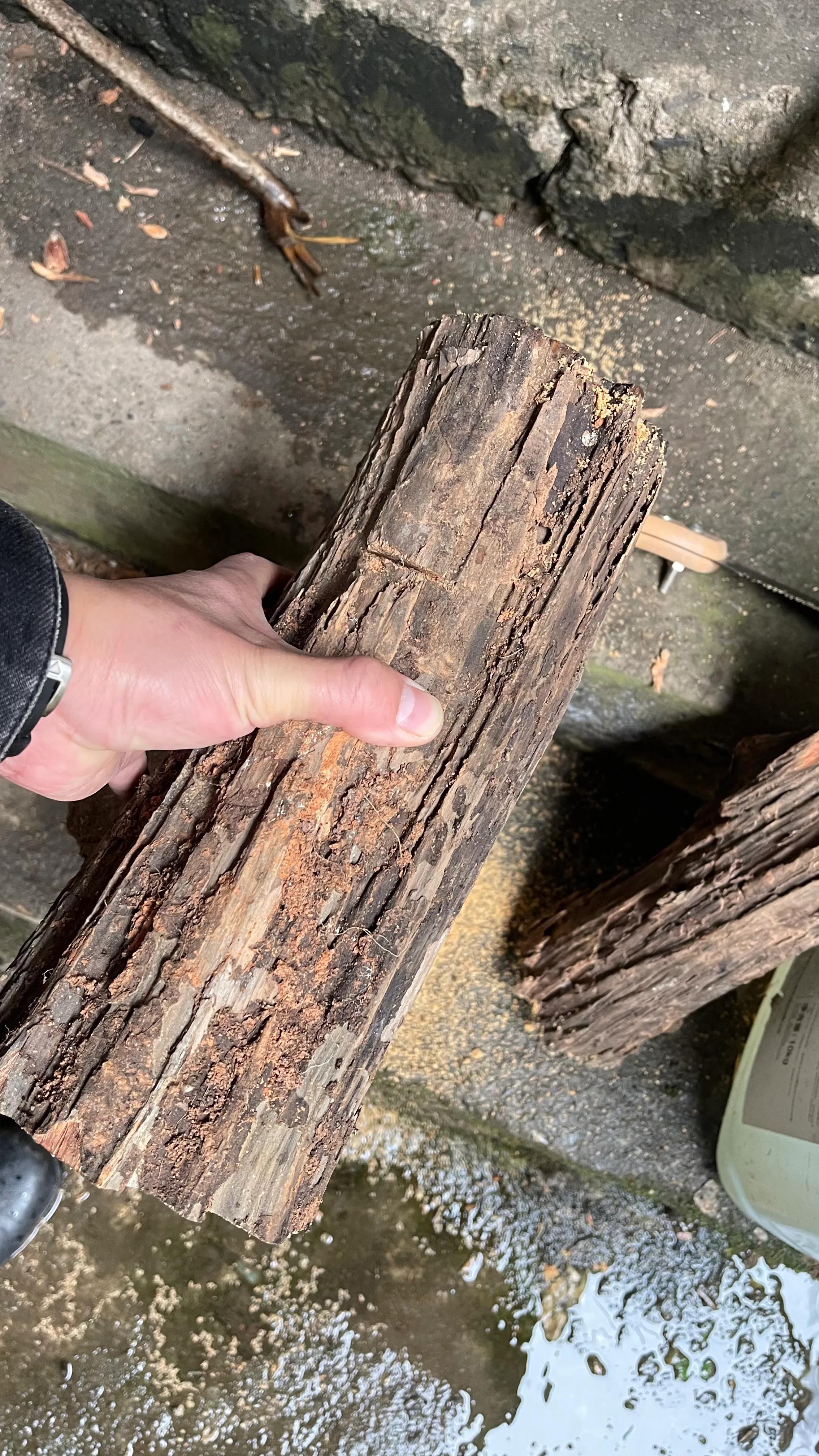 东北琥珀木的危害 -生活知识库-动动脑