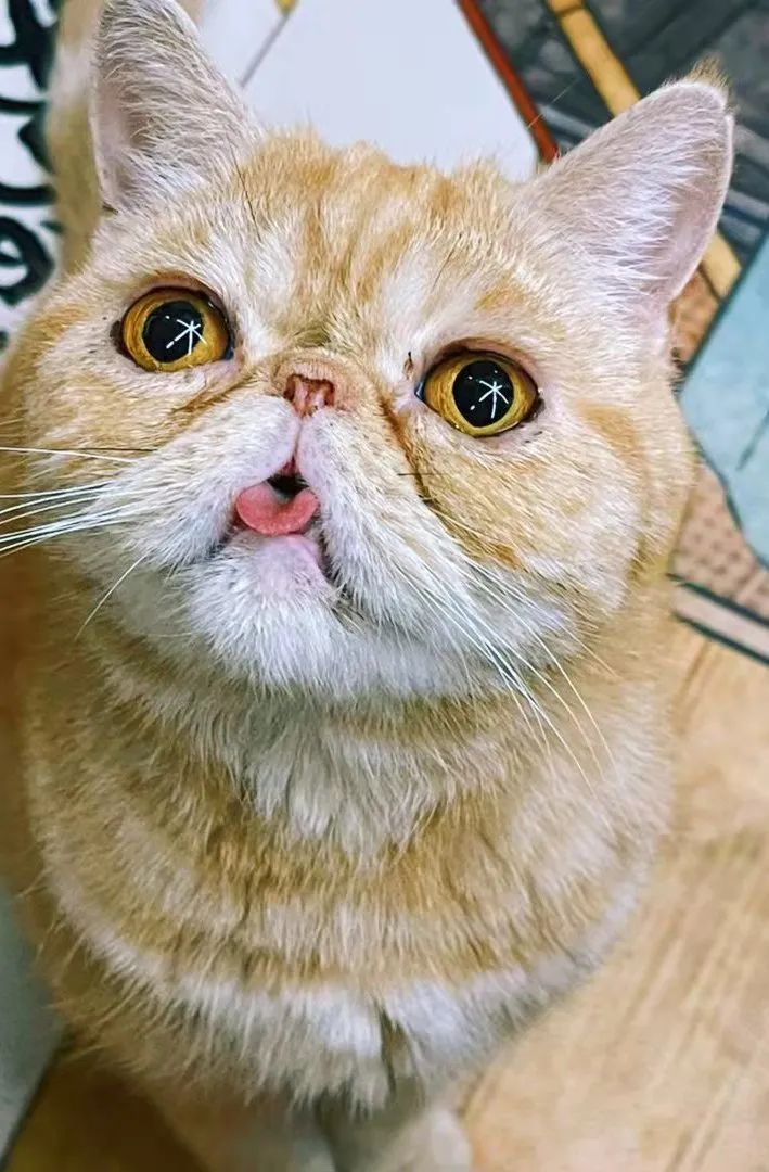 我可是拥有“三岁画老”天赋的小猫咪