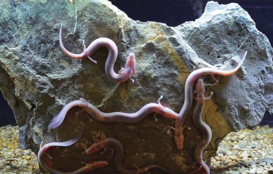 为什么洞螈这么"懒"?