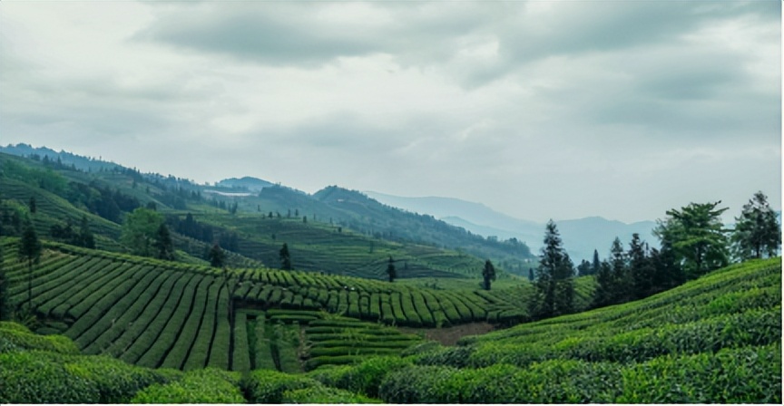 高端绿茶竹叶青茶，你真的了解吗？