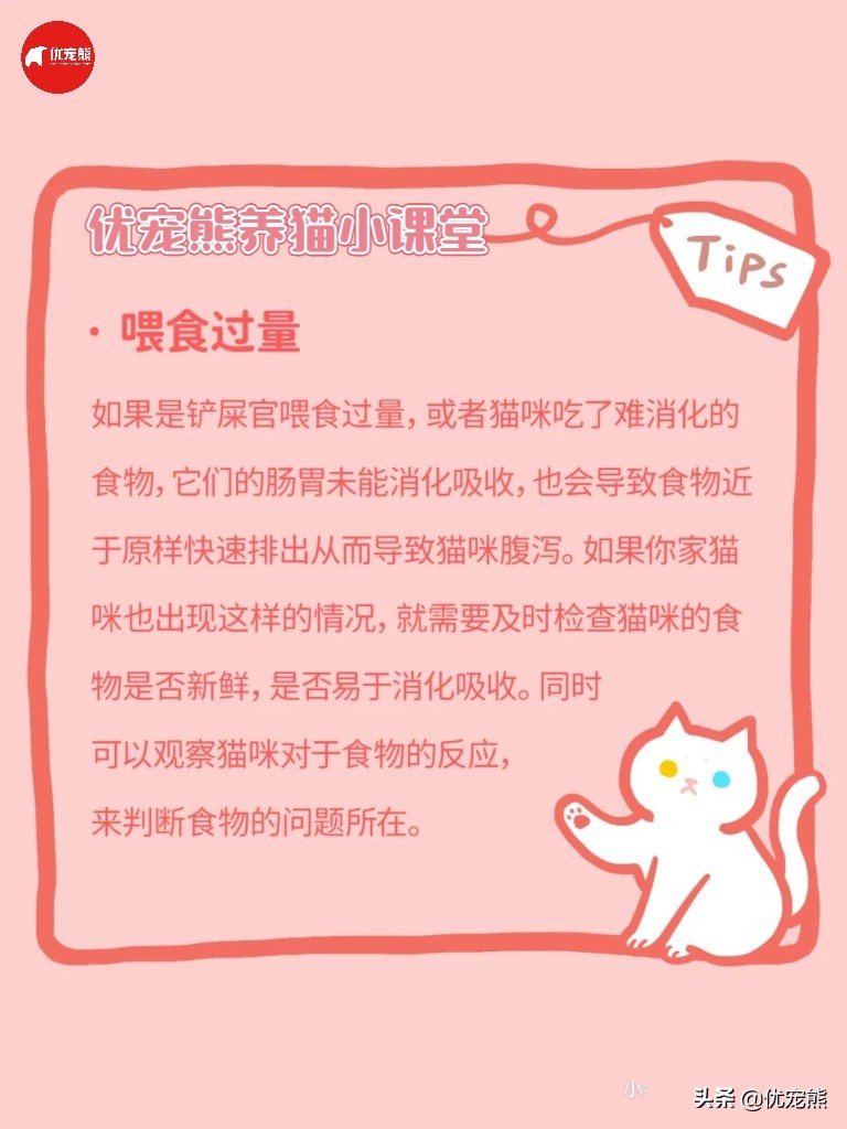 猫盒科普｜猫咪腹泻怎么办