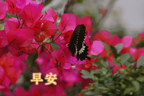 星期五的朋友圈早安问候语早上好祝福 风雨人生，给自己一个微笑图片