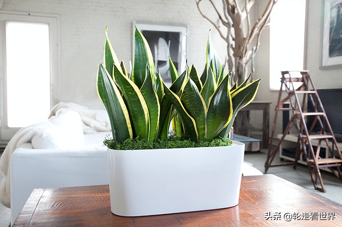 14种卧室宜摆放绿色植物，和4种卧室不宜摆放的植物，看你家有吗
