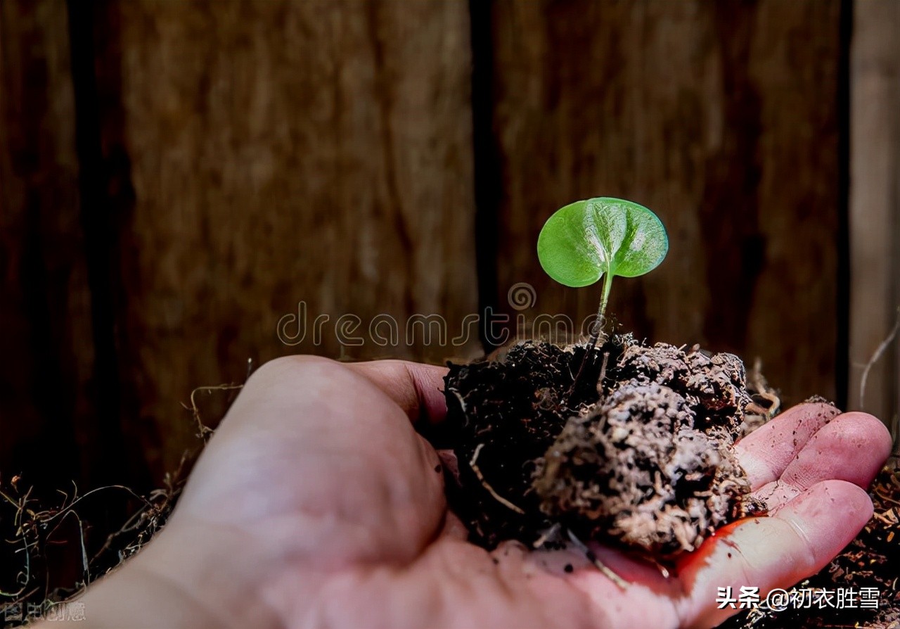 植树古诗五首，河阳一县花，谈谈古代的植树活动