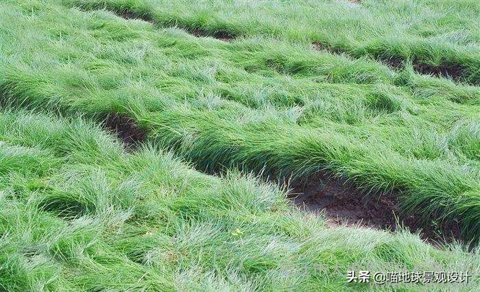 阔叶麦冬图片（20种适合山东地区种植的草坪）