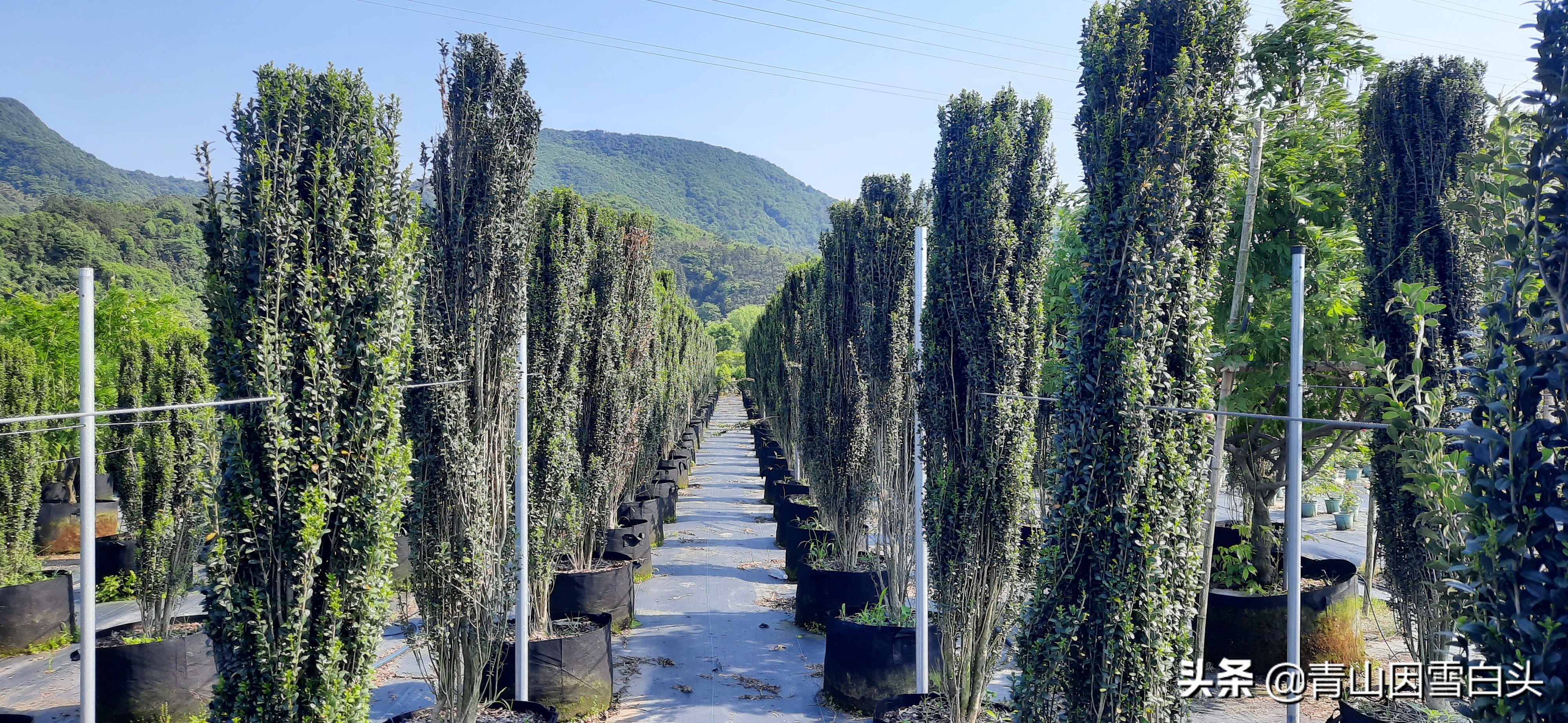 蓬径4米高度3米日本花柏造型塔型日本花柏高度3米直立冬青造型高度2-3