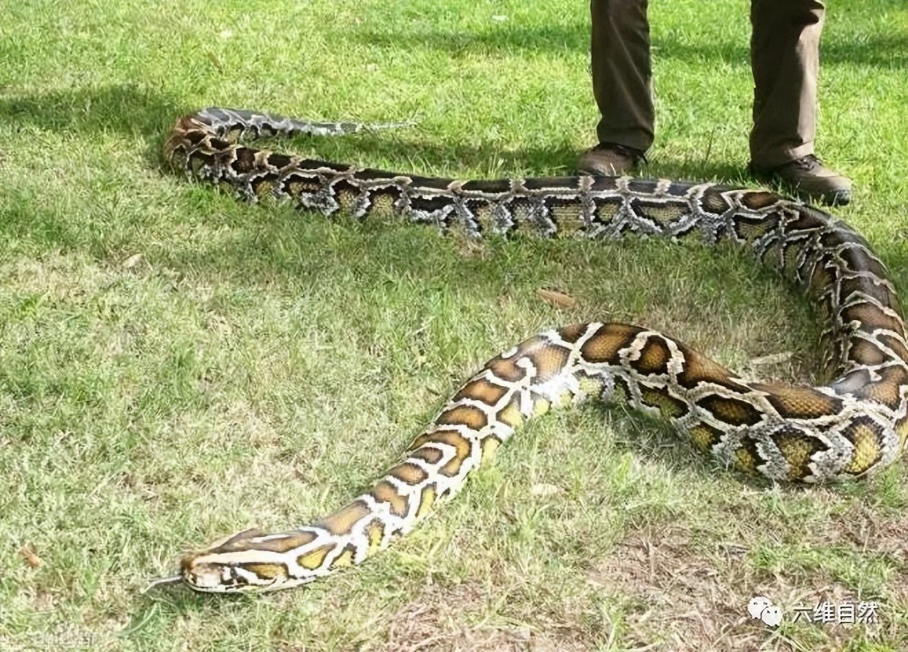 蟒蛇食人事件(令人不寒而栗！长约7米大蟒蛇吞食一位女士，连生还机会都没有？)