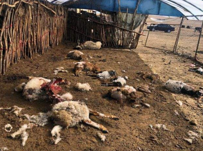 新疆狼出没！夜袭羊圈咬死102只羊，如果攻击人，还要保护吗？