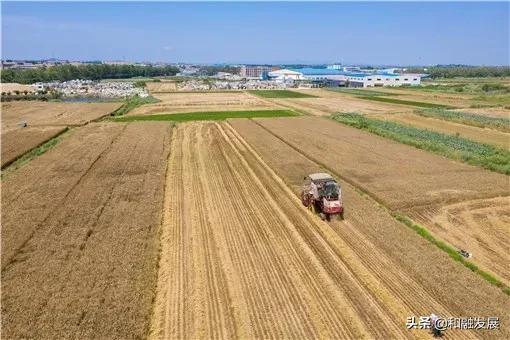 農民反映：今年麥收收割機大漲價！什么原因？割一畝地要多少錢？