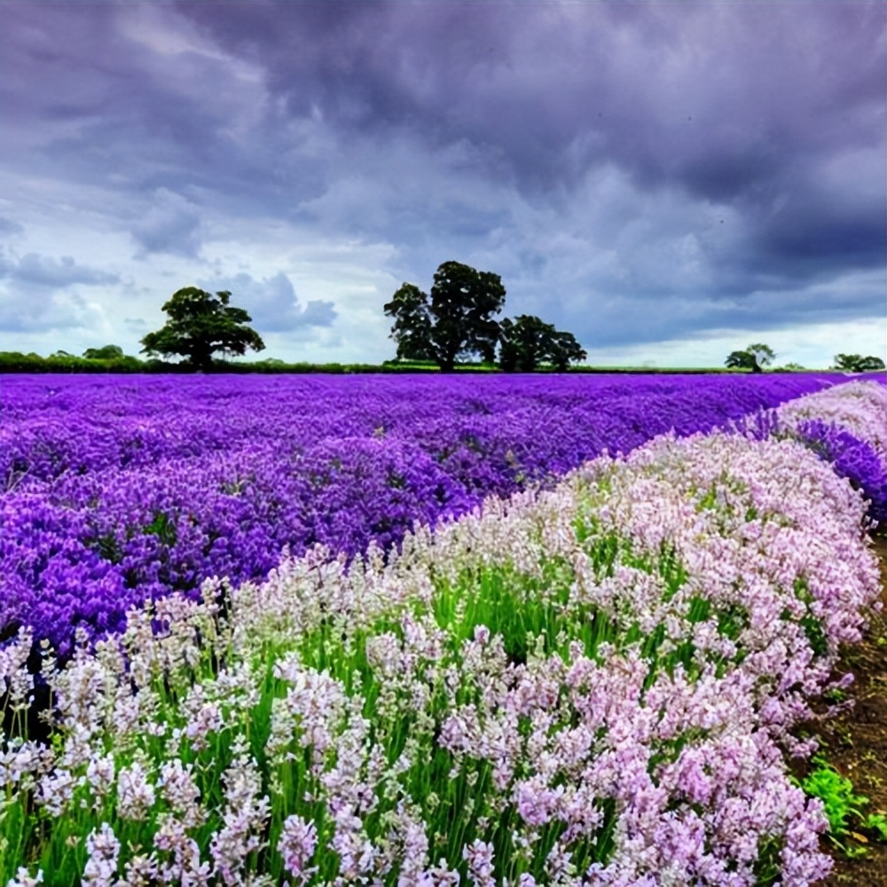 适合中年女性的昵称和头像,和别人不重名