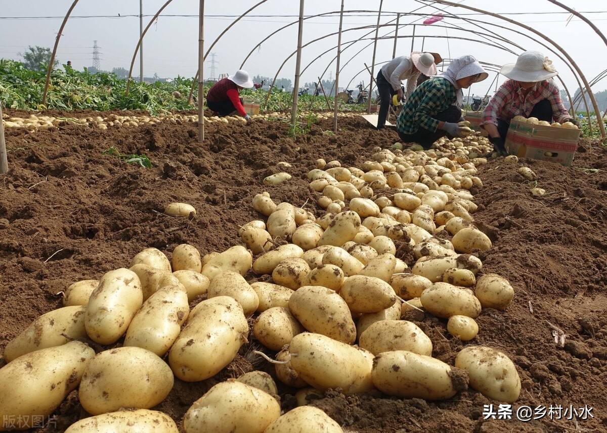 土豆种植时间（教你5个技巧出苗快芽苗健壮）